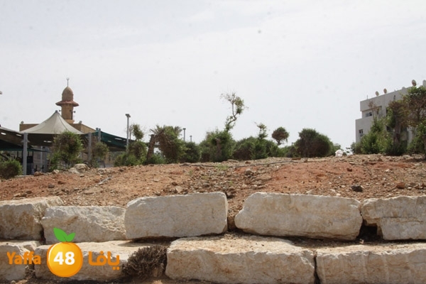 ard jablya 724 (3).JPG